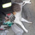 Guardia urbano reanima a gatito