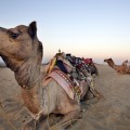 Camello decapita a su dueño tras pasar todo el día al sol en India (EN)