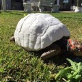 Así es como el primer caparazón impreso en 3D le ha salvado la vida a esta tortuga