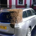 20.000 abejas persiguen un coche durante 24 horas porque la reina estaba encerrada dentro