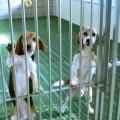 Abandono de perros: Bronca en Veterinaria de la Complutense por el estado de los perros para prácticas