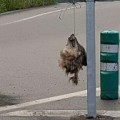 Cuelgan cabezas de lobos decapitados en Salas (Asturias)