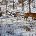 Tigre siberiano se hace amigo de la cabra que se supone iba a ser su comida