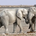 Hay quien quiere liberar elefantes por Europa (y es una idea mucho más sensata de lo que parece)