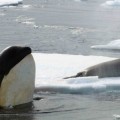 Los humanos no son únicos: las orcas también evolucionan gracias a la cultura