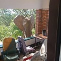 Elefante herido cojea hasta centro turístico y allí espera hasta que le ayudan [ENG]