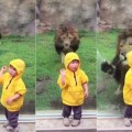 El momento en el que un león se abalanza sobre un niño, pero se estampa contra el cristal