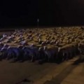 Un millar de ovejas irrumpe por sorpresa en el casco urbano de Huesca mientras su pastor duerme