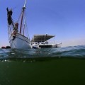 Los expertos alertan de que hasta los peces “tienen problemas para sobrevivir en la sopa verde del Mar Menor”