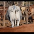 Ojos pintados en el culo de las vacas para evitar ataques de leones