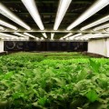 La caída de precios en LEDs podría revolucionar la agricultura "de interiores"