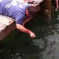 Alimentando a los peces