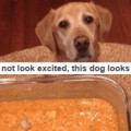 Usuario de tumblr recibe contestación de por qué no debería dar una dieta vegana a su perro [ENG]