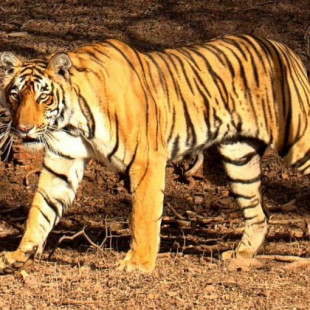 Muere una trabajadora del Terra Natura de Benidorm tras ser atacada por un tigre