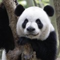 Un "diccionario" para entender a los osos panda