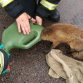 Los bomberos de Londres socorren a un zorro urbano con la cabeza atrapada en una regadera [ENG]