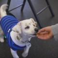 Niña sorda calforniana adiestra a su perro también sordo usando el lenguaje de signos [ENG]