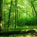 El último gran bosque primario de Europa corre peligro. ¿En qué situación están los demás?