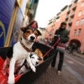 Holanda se convierte en el primer país sin animales de la calle