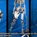 Un esqueleto movido por músculos artificiales que funcionan como los de verdad