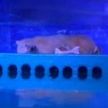 La tristeza de un oso polar encerrado en un centro comercial chino que une a los defensores de los animales