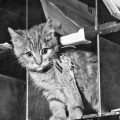 La curiosa historia de los 37 gatos que entregaban el correo en Bélgica