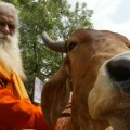 Más cara que la leche: la orina de vaca, un éxito comercial en la India