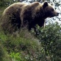 La Cordillera Cantábrica consolida su población de osos