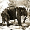 La bochornosa historia de Pizarro, el elefante matador de toros