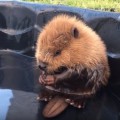 Un castorcillo rescatado se baña en la piscina