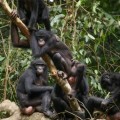 Las alianzas entre hembras de bonobo que mantienen a raya a machos agresivos