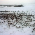 El aumento de temperaturas en Siberia despierta la bacteria del Antrax, hospitalizando a 13 e infectando 1500 renos