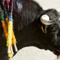 Francia elimina las corridas de toros de su patrimonio cultural