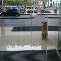 Azafata alemana adopta a perro que la esperaba después de cada vuelo