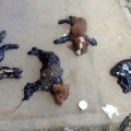 Descubren cuatro cachorros pegados al suelo y cubiertos de alquitrán