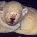 Nacen cachorros de león blanco en un zoo de Georgia
