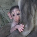 Una cría de una especie de mono en alto riesgo de extinción nace en el zoo de Barcelona