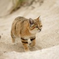 Evasivo gato del desierto visto de nuevo después de 10 años [ENG]