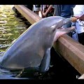 Delfín roba un iPad a una mujer