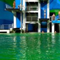 El agua de la piscina de saltos se vuelve verde [ENG]