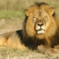 Un hombre roba y estrella el barco del dentista que cazó al león "Cecil" [EN]