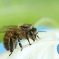 Equipan a 10.000 abejas con micro-chips para descubrir por qué desaparecen