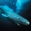 Tiburón de 400 años. Nuevo récord de longevidad en vertebrados [ENG]