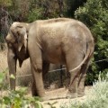 Dumba, la elefanta que vive en un jardín de 100 m2 en Caldes de Montbui