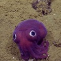 Este calamar de ojos saltones es lo más parecido a un peluche que hay en el océano