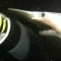 Cómo trabajan las terroríficas mandíbulas "alien" del tiburón duende