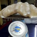 Un pescador que encontró una perla de 34kg la mantuvo durante 10 años bajo su cama para que le diera suerte [ENG]