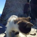 Un gato en la cima del Aneto, adonde ha llegado siguiendo a los montañeros