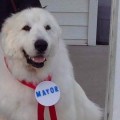 Un pueblo de Minnesota escoge como alcalde a un perro... por tercera vez