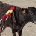 El vídeo del Pacma que consterna en las redes: "Nunca vi tanta crueldad"